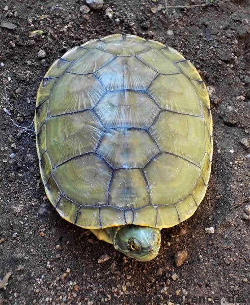 Hispaniola-Schmuckschildkröte, Trachemys decorata, – © Paul Jeffey-Mackenzy, Caribaea Initiative Hispaniola-Schmuckschildkröte, Trachemys decorata, – © Paul Jeffey-Mackenzy, Caribaea Initiative