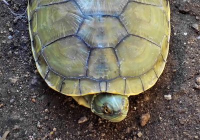 Trachemys decorata – Hispaniola-Schmuckschildkröte