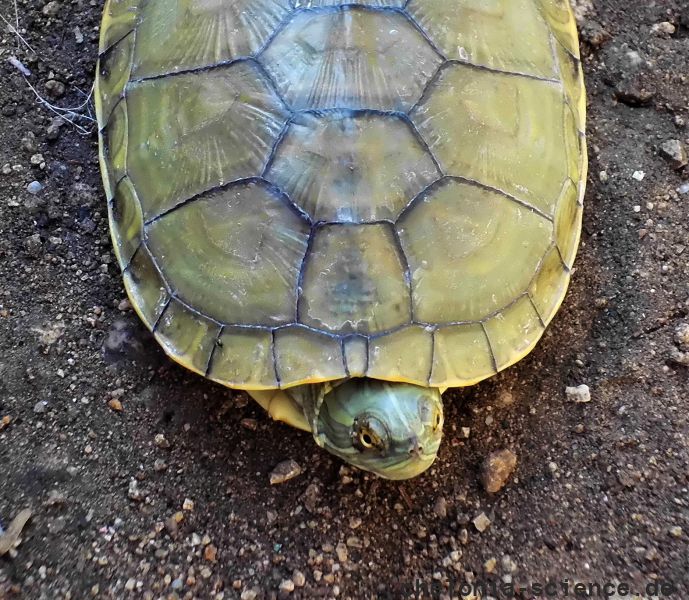 Hispaniola-Schmuckschildkröte, Trachemys decorata, – © Paul Jeffey-Mackenzy, Caribaea Initiative Hispaniola-Schmuckschildkröte, Trachemys decorata, – © Paul Jeffey-Mackenzy, Caribaea Initiative