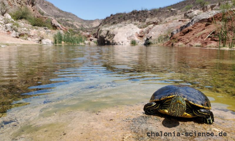 Nazas-Buchstaben-Schmuckschildkröte, Trachemys hartwegi, – © Ernesto Becerra Nazas-Buchstaben-Schmuckschildkröte, Trachemys hartwegi, – © Ernesto Becerra