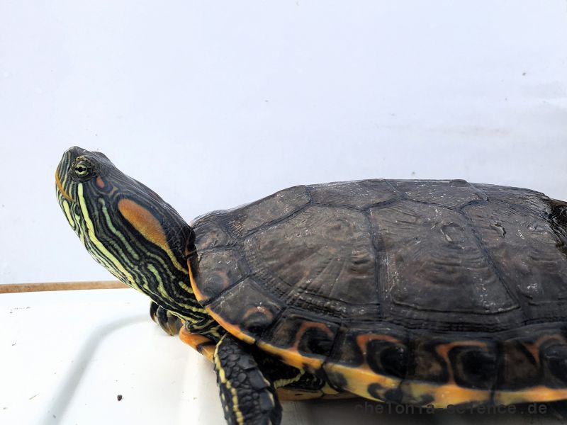 Nazas-Buchstaben-Schmuckschildkröte, Trachemys hartwegi, – © Ernesto Becerra Nazas-Buchstaben-Schmuckschildkröte, Trachemys hartwegi, – © Ernesto Becerra