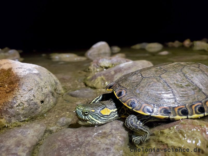 Nazas-Buchstaben-Schmuckschildkröte, Trachemys hartwegi, – © Ernesto Becerra Nazas-Buchstaben-Schmuckschildkröte, Trachemys hartwegi, – © Ernesto Becerra