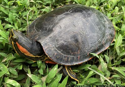 Trachemys medemi, – © Carolina Silveira Mascarenhas