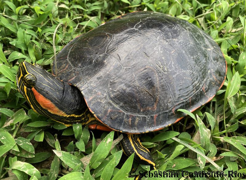 Trachemys medemi, – © Sebastián Cuadrado-Ríos Trachemys medemi, – © Sebastián Cuadrado-Ríos