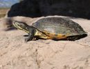 Rio-Fuerte-Schmuckschildkr&ouml;te,&nbsp;Trachemys nebulosa hiltoni &ndash;&nbsp;&copy; Taggert G. Butterfield