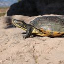 Rio-Fuerte-Schmuckschildkr&ouml;te,&nbsp;Trachemys nebulosa hiltoni &ndash;&nbsp;&copy; Taggert G. Butterfield