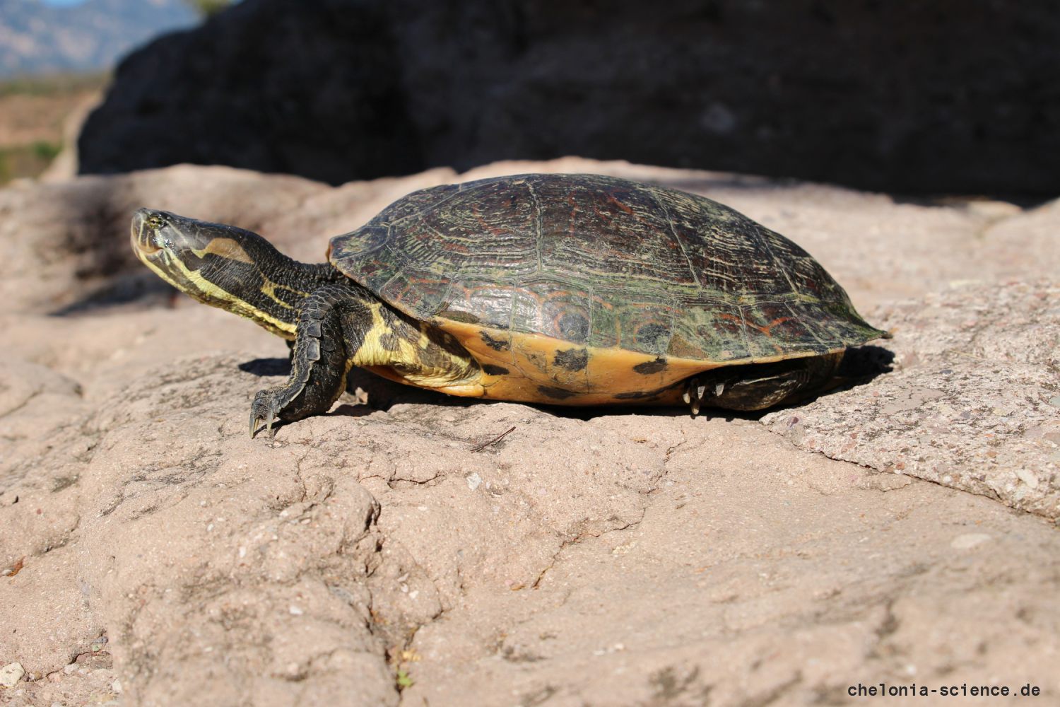 Rio-Fuerte-Schmuckschildkröte, Trachemys nebulosa hiltoni – © Taggert G. Butterfield
