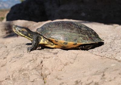 Trachemys nebulosa hiltoni – Rio-Fuerte-Schmuckschildkröte