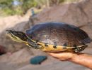 Rio-Fuerte-Schmuckschildkr&ouml;te,&nbsp;Trachemys nebulosa hiltoni &ndash;&nbsp;&copy; Taggert G. Butterfield