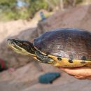 Rio-Fuerte-Schmuckschildkr&ouml;te,&nbsp;Trachemys nebulosa hiltoni &ndash;&nbsp;&copy; Taggert G. Butterfield