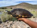 Baja-California-Schmuckschildkr&ouml;te,&nbsp;Trachemys nebulosa nebulosa &ndash;&nbsp;&copy; Taggert G. Butterfield