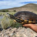 Baja-California-Schmuckschildkr&ouml;te,&nbsp;Trachemys nebulosa nebulosa &ndash;&nbsp;&copy; Taggert G. Butterfield