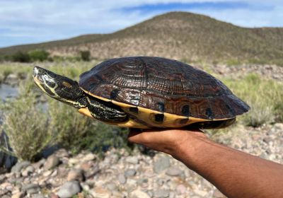 Baja-California-Schmuckschildkröte, Trachemys nebulosa nebulosa, – © Taggert G. Butterfield