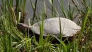 Rotwangen-Schmuckschildkröte, Trachemys scripta elegans, – © Hans-Jürgen Bidmon Rotwangen-Schmuckschildkröte, Trachemys scripta elegans, – © Hans-Jürgen Bidmon