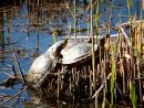Rotwangen-Schmuckschildkröte, Trachemys scripta elegans, adulte invasive Exemplare im Freilandbiotop in Deutschland – © Hans-Jürgen Bidmon Rotwangen-Schmuckschildkröte, Trachemys scripta elegans, adulte invasive Exemplare im Freilandbiotop in Deutschland – © Hans-Jürgen Bidmon