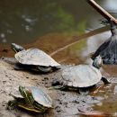 Rotwangen-Schmuckschildkröte, Trachemys scripta elegans, – © Hae-Jun Baek