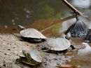 Rotwangen-Schmuckschildkröte, Trachemys scripta elegans, – © Hae-Jun Baek Rotwangen-Schmuckschildkröte, Trachemys scripta elegans, – © Hae-Jun Baek