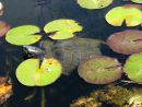 Gelbwangen-Schmuckschildkröte, Trachemys scripta scripta, – © Hans-Jürgen Bidmon