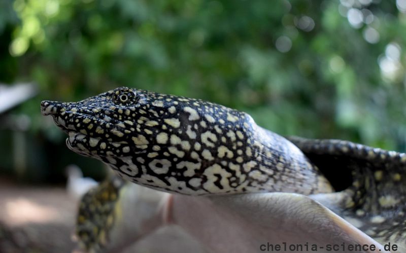 Afrikanische Weichschildkröte, Trionyx triunguis, – © Pearson McGovern Afrikanische Weichschildkröte, Trionyx triunguis, – © Pearson McGovern